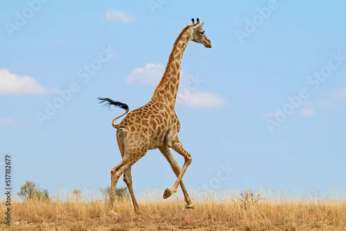 Fototapeta samoprzylepna A giraffe (Giraffa camelopardalis) running on the African plains, South Africa.