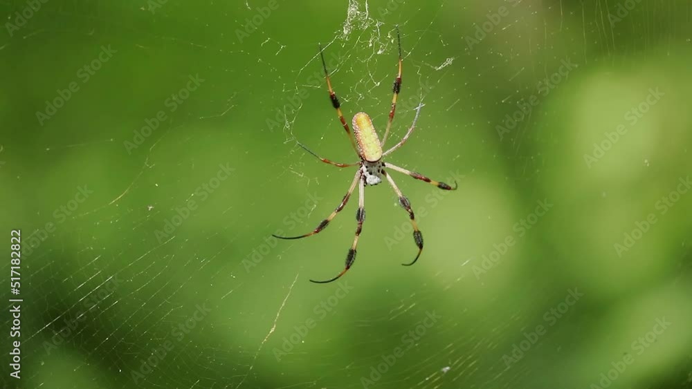 Bright Yellow Banana Spider on web with green in background Bright Yellow Banana Spider on web with green in background