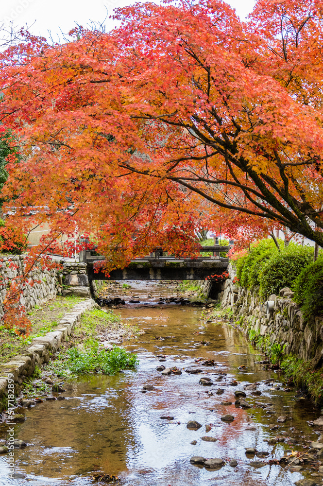 Obraz premium 天野山金剛寺（大阪府河内長野市）の紅葉