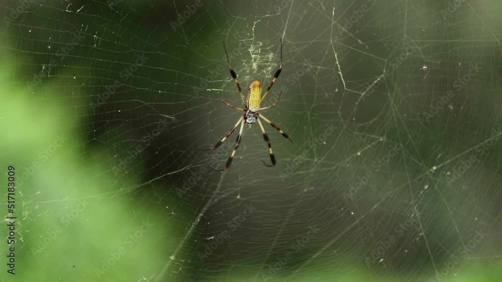 Bright Yellow Banana Spider in web with blurred green background Bright Yellow Banana Spider in web with blurred green background