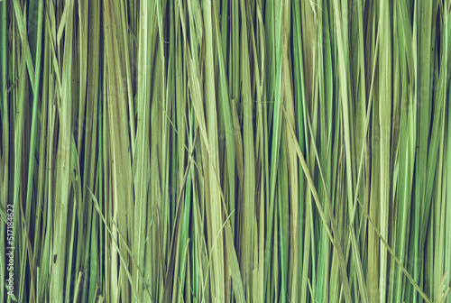 Green rice leaves background texture