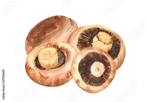 Hand painted watercolor delicious portobello mushrooms illustration isolated on white background.