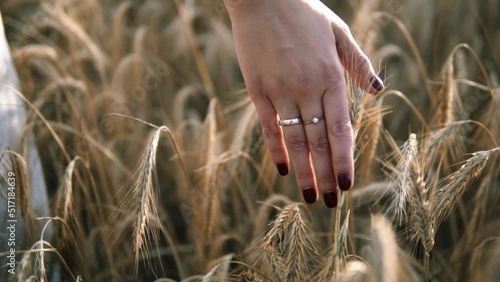 Bride's hand touching the grains on the fields during sunset photo