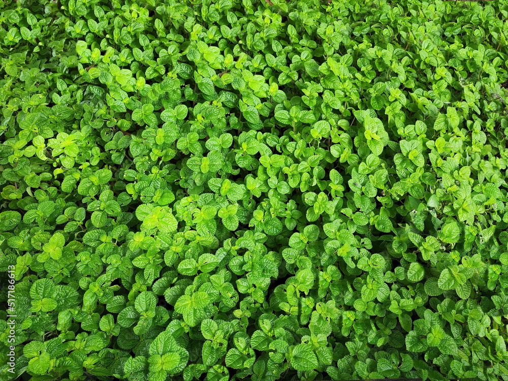 Creeping Charlie or Pilea nummulariifolia. Scientific name: Pilea nummulariifolia (Sw.) Wedd. A herbaceous plant with succulent stems, green to magenta. Popular to cover the soil or as a hanging pot.
Creeping Charlie or Pilea nummulariifolia. Scientific name: Pilea nummulariifolia (Sw.) Wedd. A herbaceous plant with succulent stems, green to magenta. Popular to cover the soil or as a hanging pot.