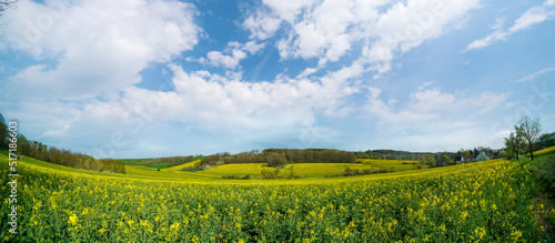 Agricultural field with rapeseed panorama