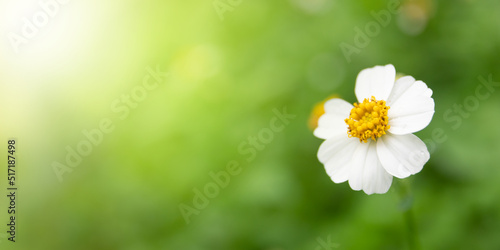 The white flowers are blooming beautifully in the midst of nature.