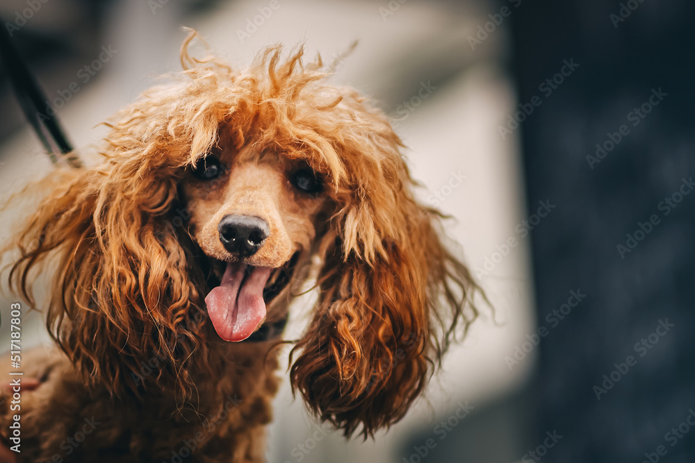 Grooming and grooming a poodle. Grooming and grooming a poodle.