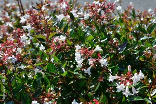 アベリア（ハナツクバネウツギ）