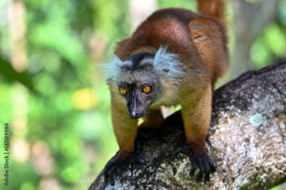 Fototapeta premium Black lemur – female , portrait (Eulemur macaco), Madagascar nature.