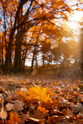 Fallen Oak Leaves under sunlight closeup autumn background