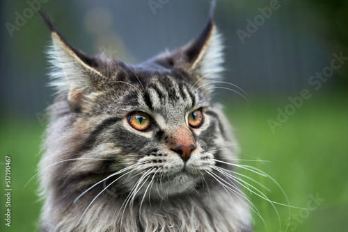 Maine-coon cat portrait on nature summer background.