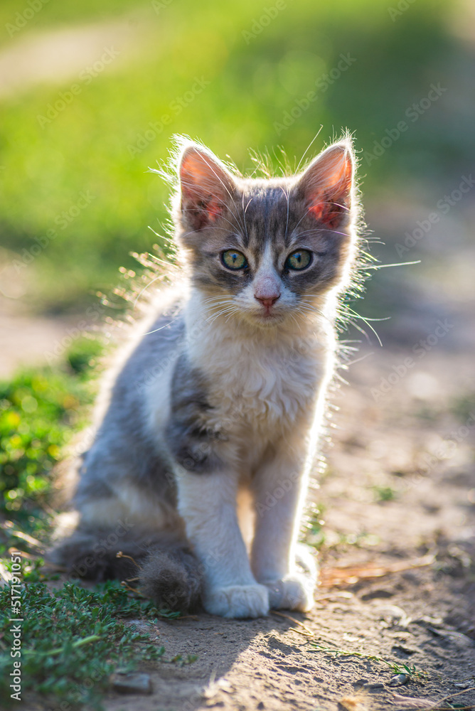 white gray Cat Little grey kitten. Portrait cute ginger kitten. happy adorable cat, Beautiful fluffy cat lie in grass outdoors in garden sunset light golden hour white gray Cat Little grey kitten. Portrait cute ginger kitten. happy adorable cat, Beautiful fluffy cat lie in grass outdoors in garden sunset light golden hour