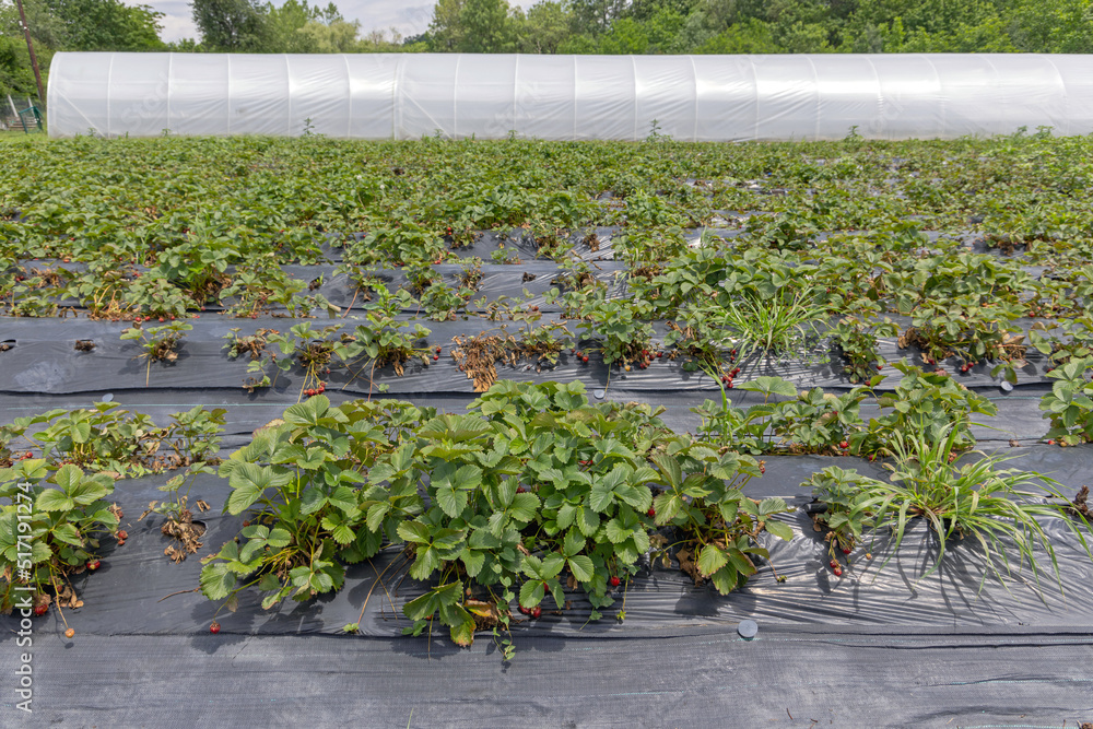 Strawberry Growing Foils Field Strawberry Growing Foils Field