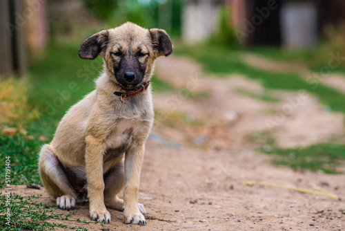 Stray dog puppy eyes homeless street dog puppy A sad-looking street dog with folded ears looks at the camera. rural soil road grass green.