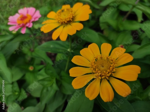 Common Zinnia or Zinnia elegans is one of the most famous flowering annuals of the genus Zinia