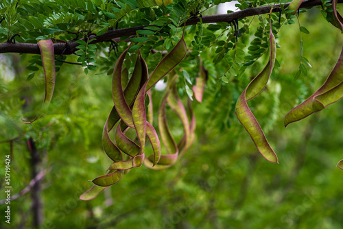 Ceratonia siliqua, commonly known as the carob tree or carob bush, St John's-bread or locust bean or locust tree is part of the pea family, Fabaceae, Here you see the fruits Moldova