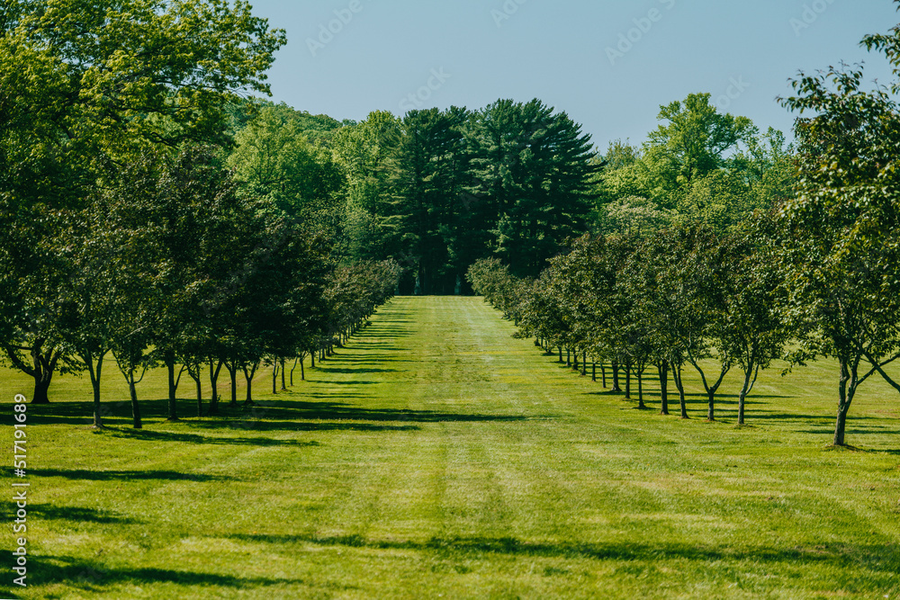Obraz premium Apple trees alley park garden outdoor summer landscape, New Jersey Botanical Garden. High-quality photo