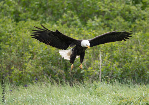 Bald eagle in flight at McNeil River