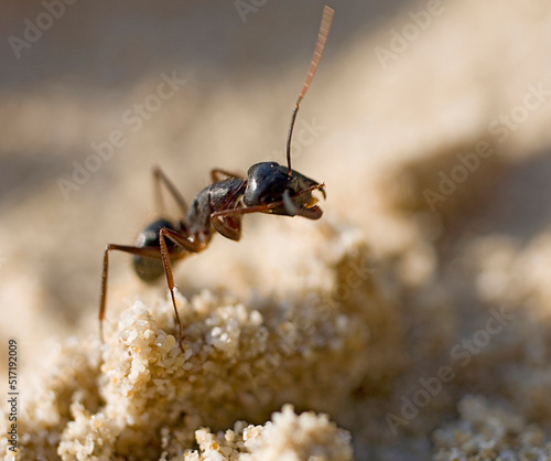 Fotografia ant