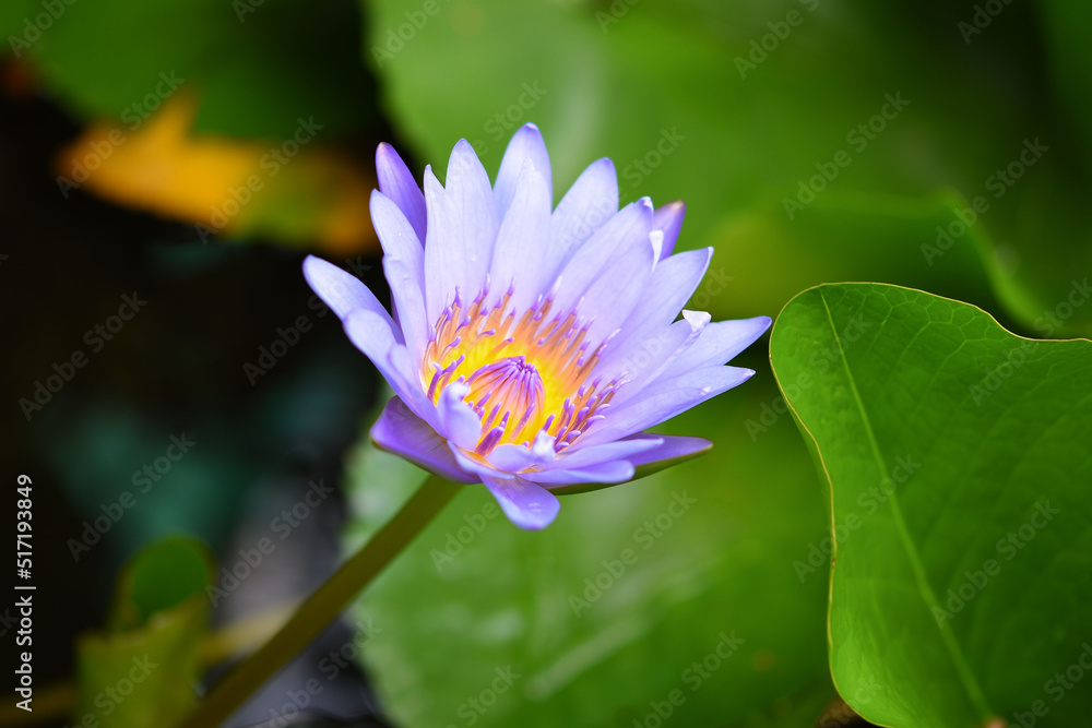 Small blue lotus blooming in the pond Small blue lotus blooming in the pond