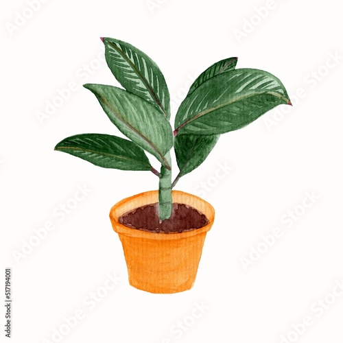 plant in a pot. Watercolor illustration of an indoor decorative ficus flower in a yellow flower pot. Decorative greenery.
