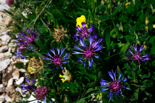 Centaurea Montana - Mountain Cornflower or Mountain Bluet Wildflower