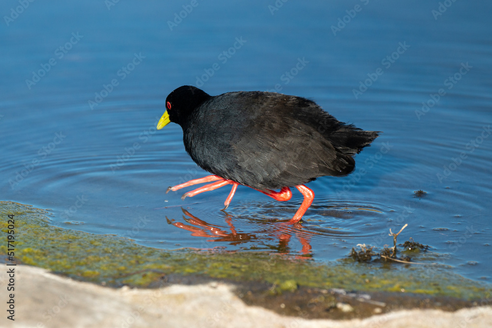 Râle à bec jaune, Marouette bec jaune,.Zapornia flavirostra, Amaurornis flavirostra, Black Crake Râle à bec jaune, Marouette bec jaune,.Zapornia flavirostra, Amaurornis flavirostra, Black Crake