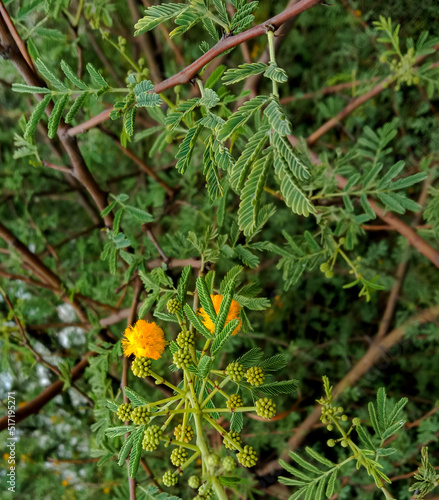 medicinal Vachellia nilotica or gum arabic treeor or babul flower and leaves