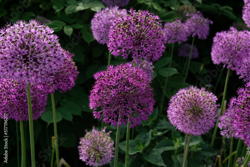 Purple Giant Onion blooming  Field of Allium ornamental onion. Few balls of blossoming Allium flowers. Concept of gardening  the cultivation of bulbous plants.