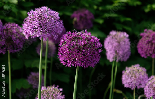 Purple Giant Onion blooming  Field of Allium ornamental onion. Few balls of blossoming Allium flowers. Concept of gardening  the cultivation of bulbous plants.