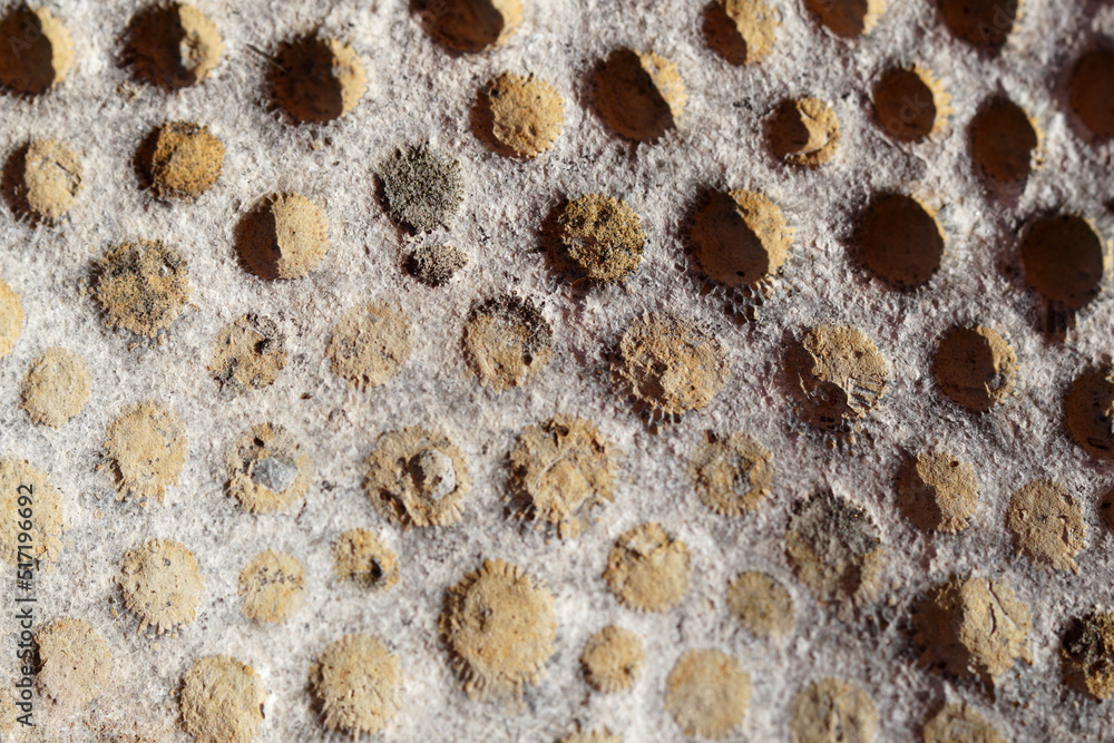 Petoskey Stone Close Up Michigan Fossil Petoskey Stone Close Up Michigan Fossil