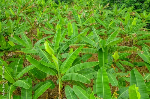 Field of green Abaca plants photo