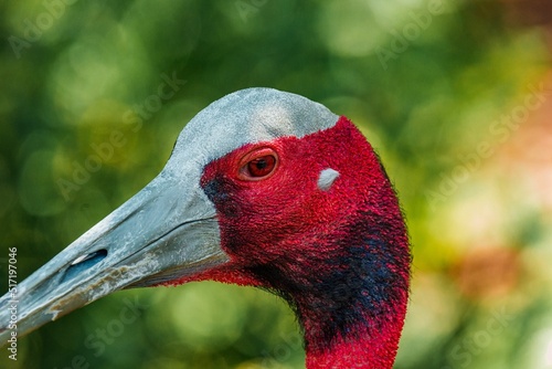 Closeup of adorable Sarus crane's head on green bokeh background photo