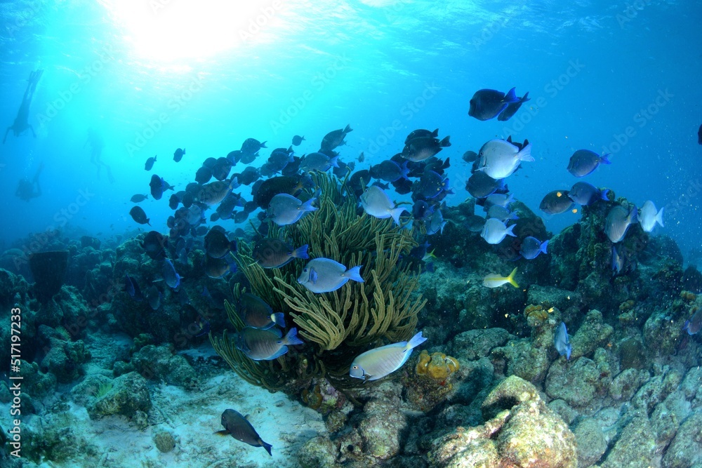 Fototapeta premium explosion of fishs