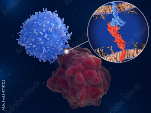 Immune checkpoint: Interaction between PD-1 (blue)  on a T-cell and PD-L1  (red) on a cancer cell inhibits T-cells