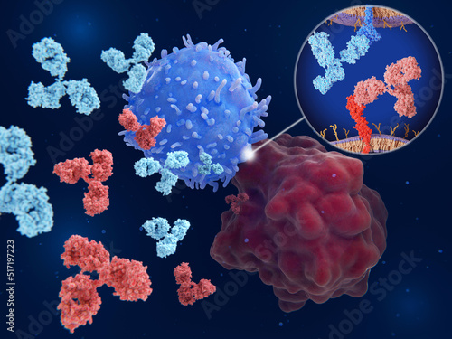 Immune checkpoint inhibitors: Interaction between PD-1  (blue)and PD-L1 (red) blocked by therapeutic antibodies