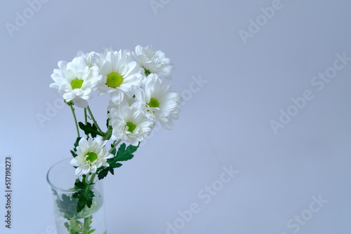 white flowers, white background, copy space