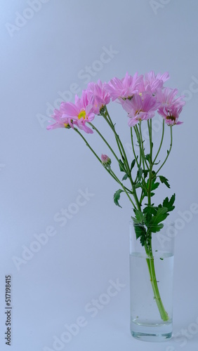 purple crocus flower, white background, copy space