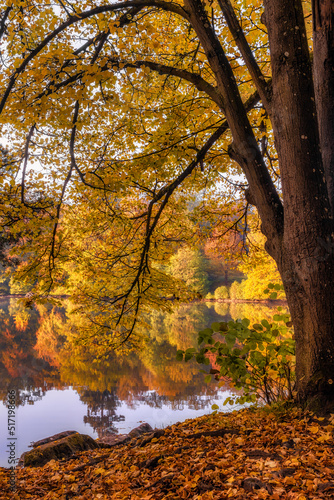 Autumnal trees at a lake  © rhoenes