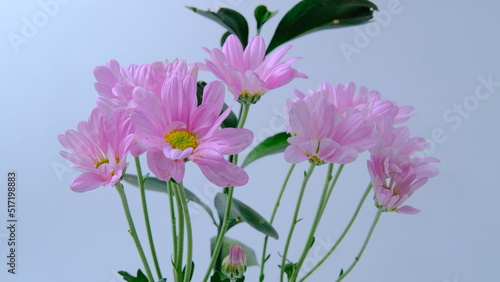 purple crocus flower  white background  copy space