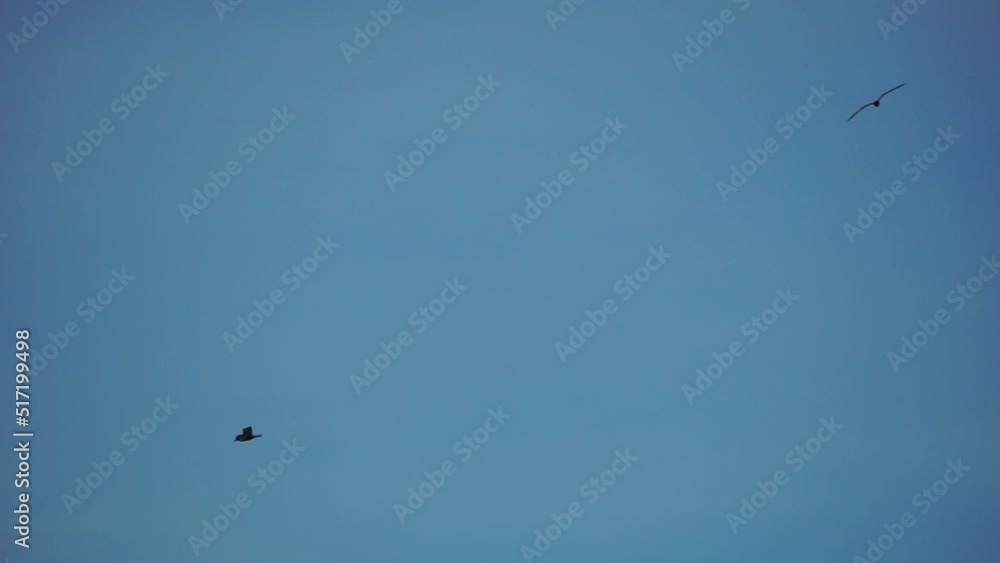Seagulls are flying at sunset time above sea. Silhouette flying seagulls. Beautiful sunset with seagulls. Bird flying on blue sky in sunset, slow motion Seagulls are flying at sunset time above sea. Silhouette flying seagulls. Beautiful sunset with seagulls. Bird flying on blue sky in sunset, slow motion