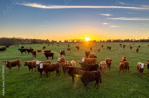 Fényképezés The sun sets on the horizon as cattle graze in the field.