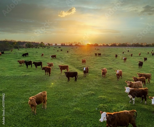 Fotografija The sun sets on the horizon as cattle graze in the field.
