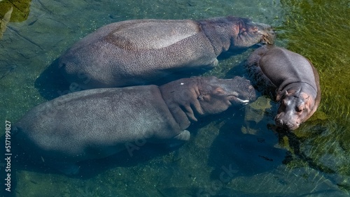 Fotografia, Obraz A baby hippopotamus bathing in the lake