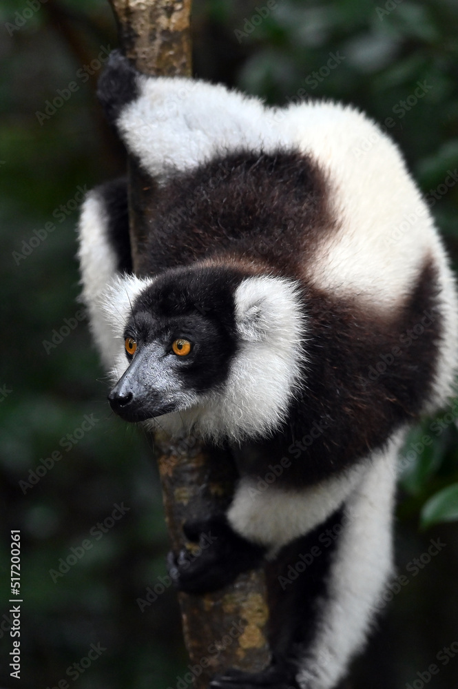 Obraz premium Black and white ruffed lemur (Varecia variegata) MADAGASCAR 