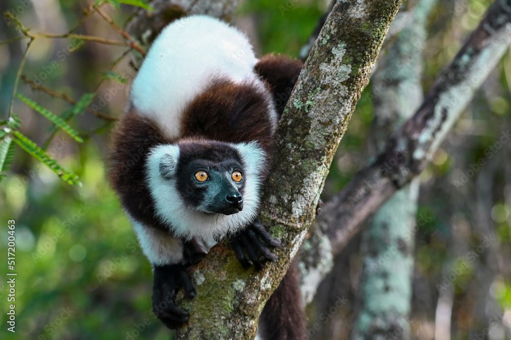Fototapeta premium Black and white ruffed lemur (Varecia variegata) MADAGASCAR 