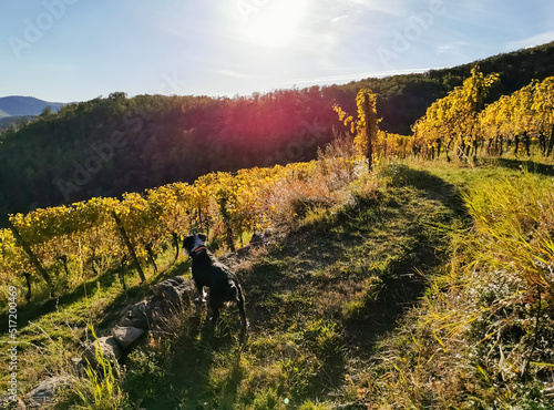 Promenade du chien sur les terrasses du vignoble alsacien, Alsace, Vosges, France © Olivier Klencklen