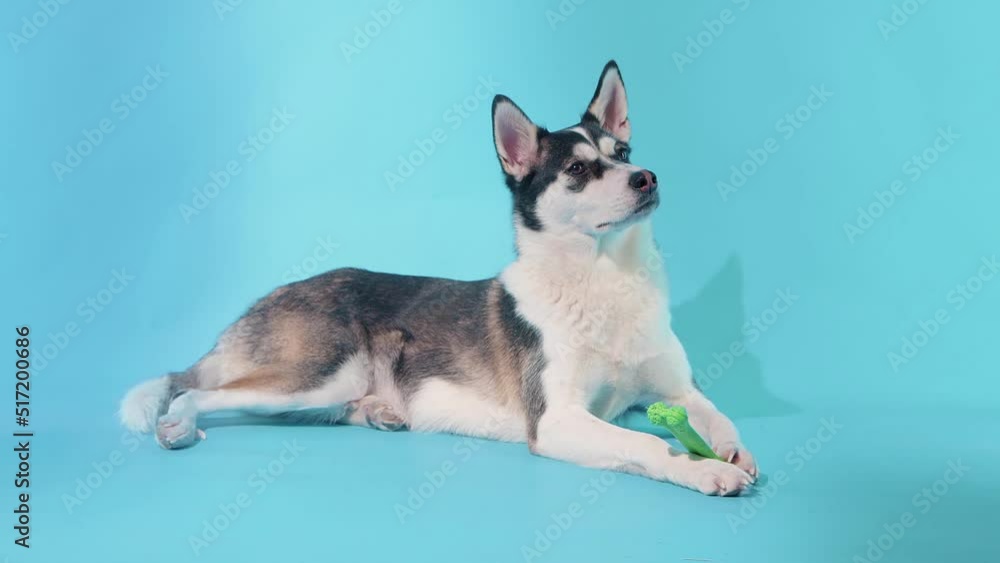 A young husky poses with a bone in his paws in the studio on a blue background A young husky poses with a bone in his paws in the studio on a blue background