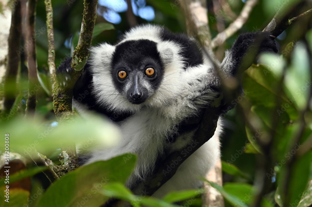 Obraz premium Black and white ruffed lemur (Varecia variegata) MADAGASCAR 