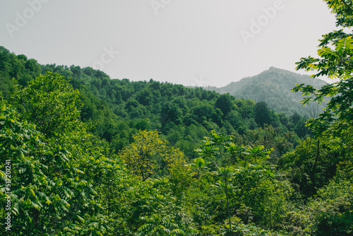 green forest in the mountains © bykot